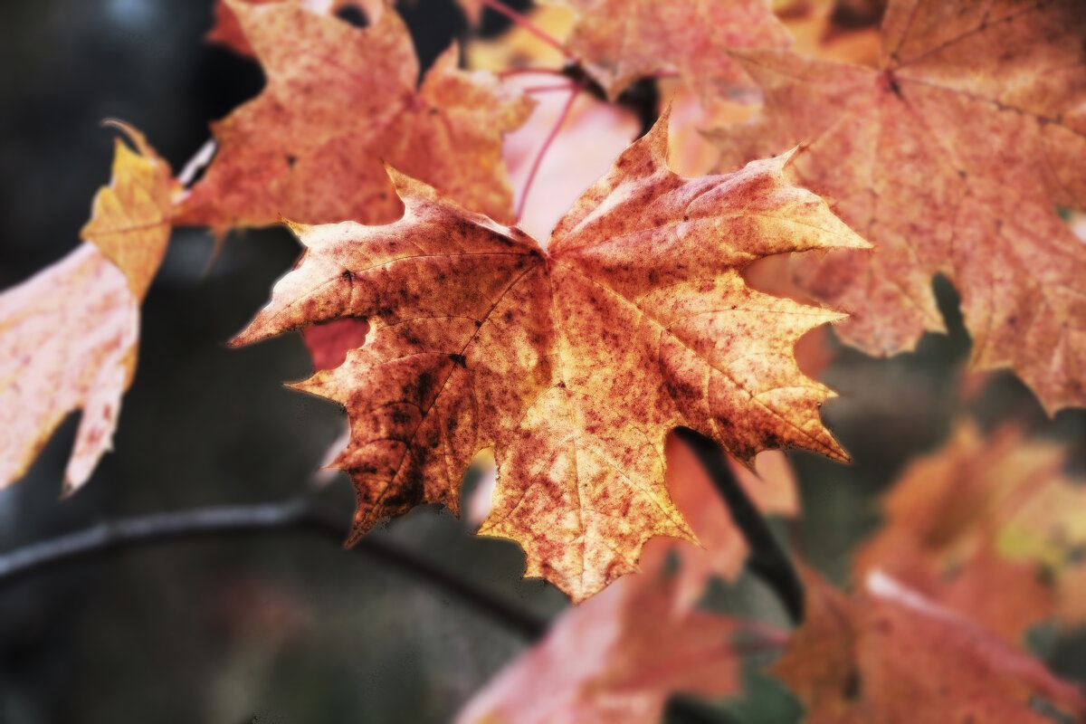 Осень. - Вячеслав. Синицын Осень. - Вячеслав. Синицын