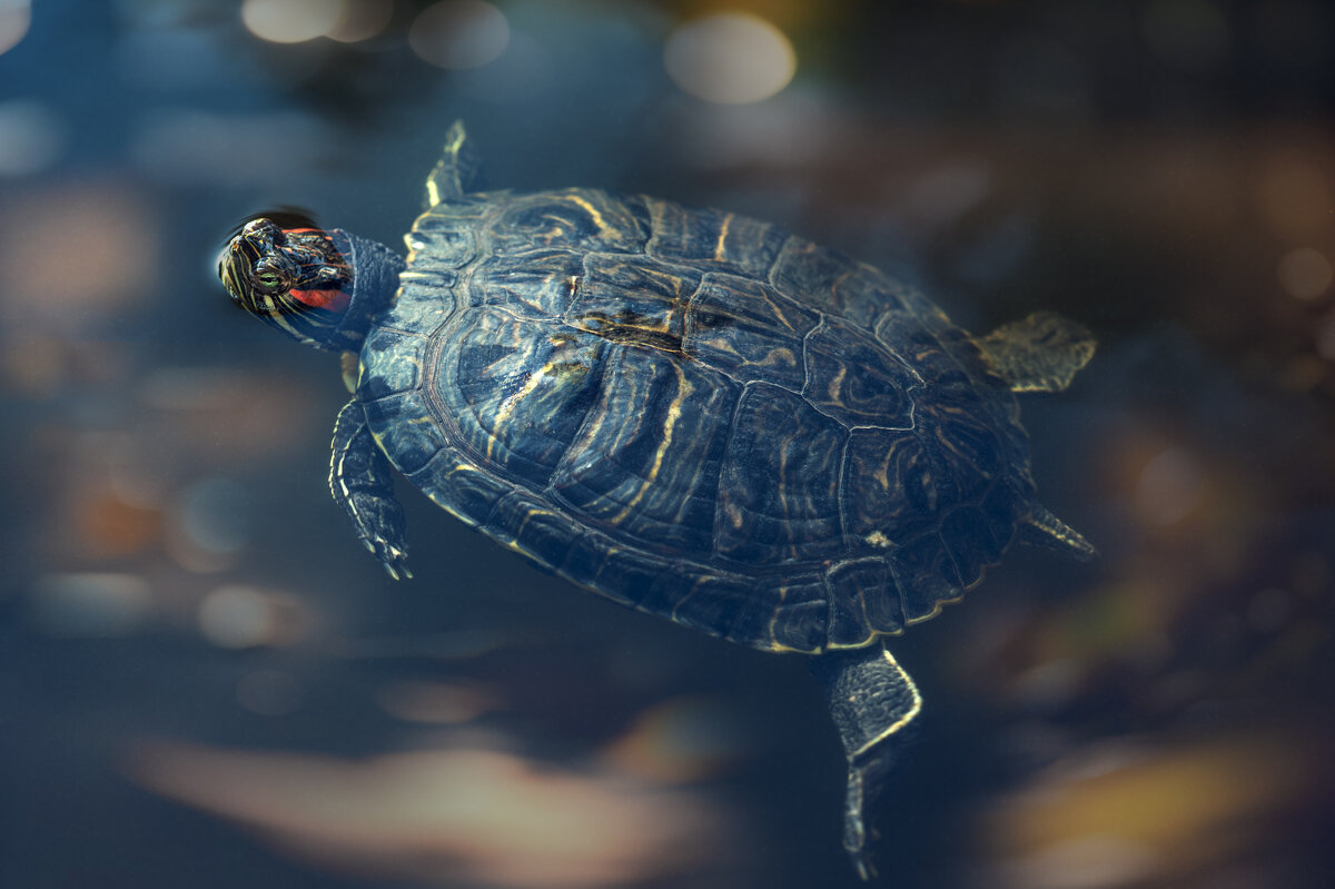 Черепаший заплыв - Viktoria Anufrieva