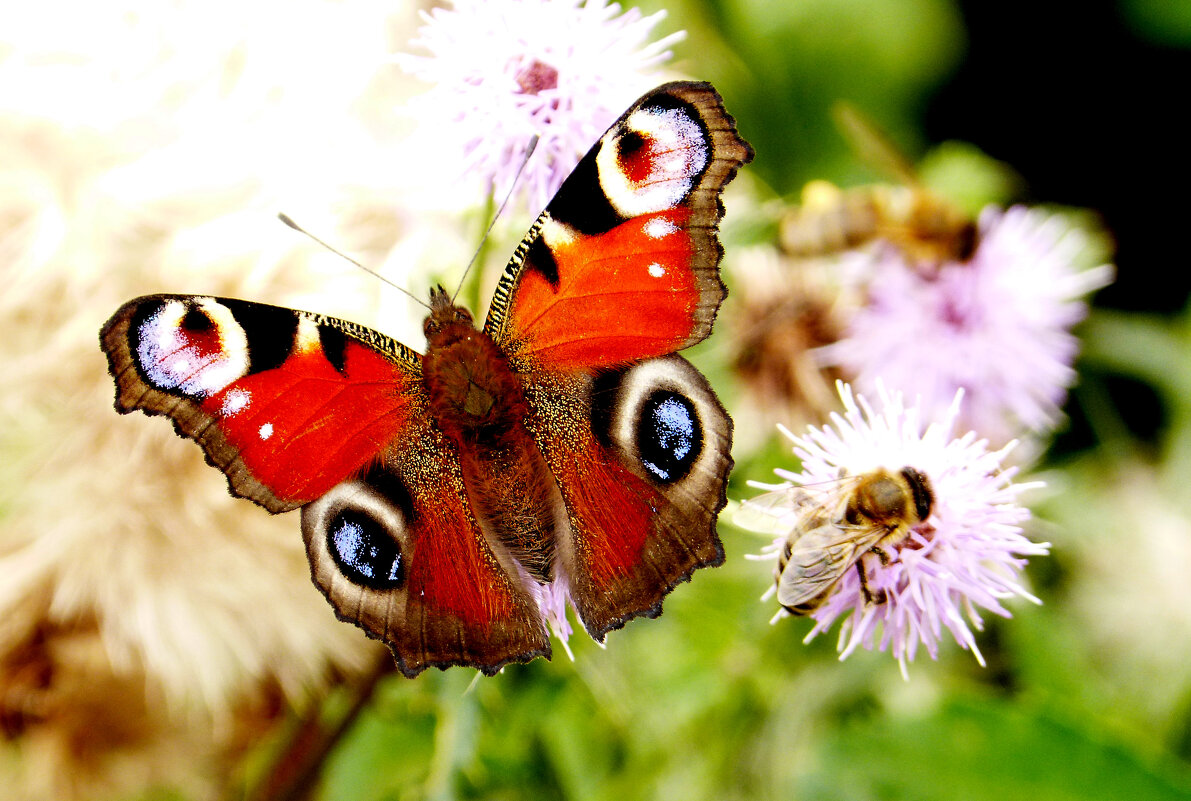 опять про бабочек 366 - Александр Прокудин опять про бабочек 366 - Александр Прокудин