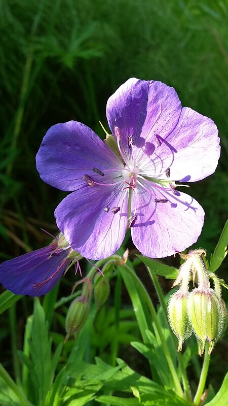 *** э т о  ле т о*** - Olga Oskolkova