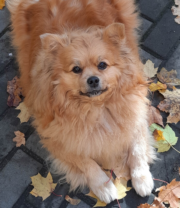 Мой преданный друг - Irene Irene Мой преданный друг - Irene Irene