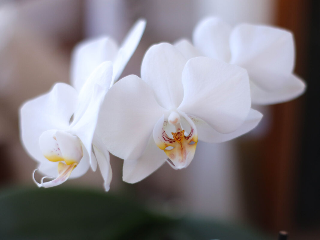 Белая орхидея - Irene Irene