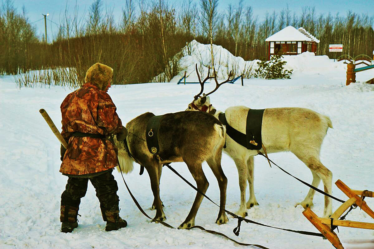 Ханты с оленями в праздник серой вороны! - Владимир 