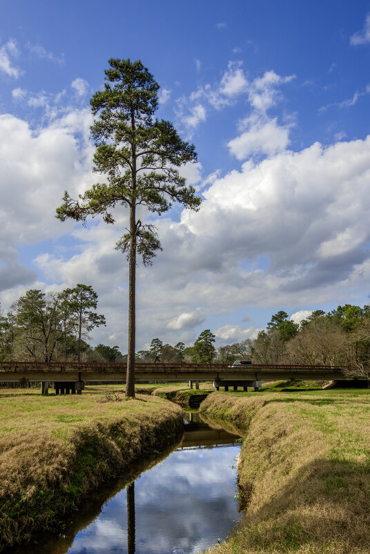 Сосна - **** vedin