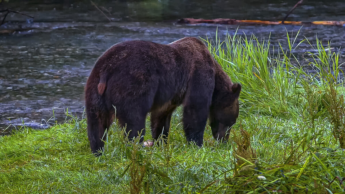 Камчатка - Aleksey Afonin Камчатка - Aleksey Afonin