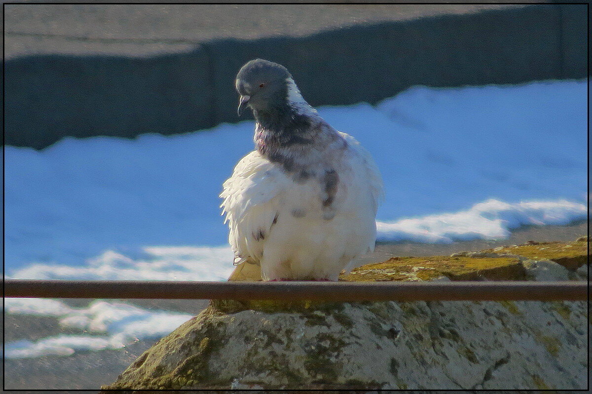 Дозорный - Сеня Белгородский