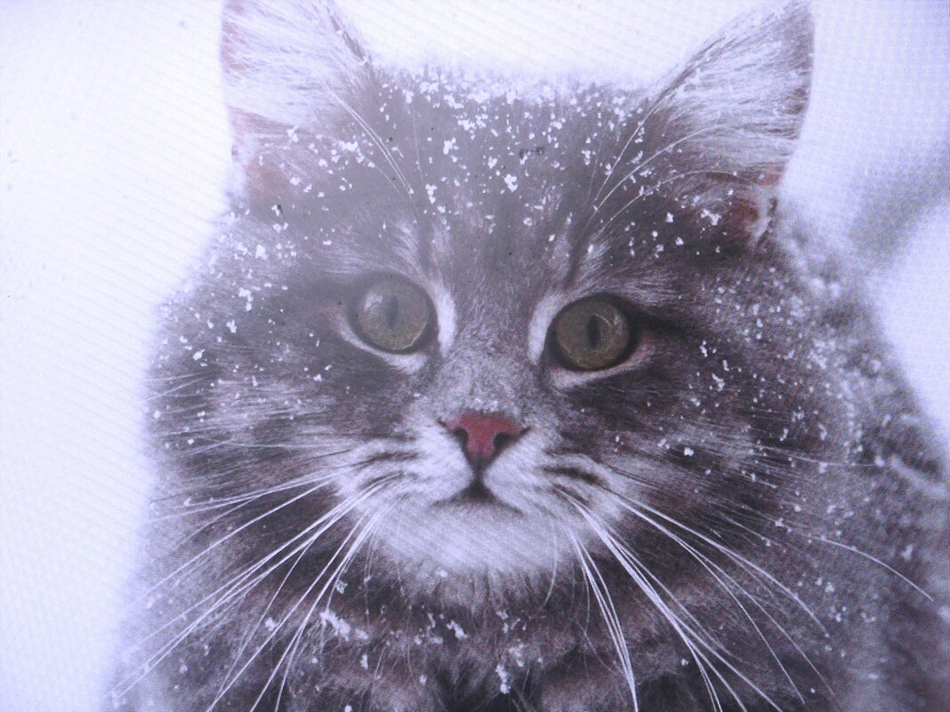 Соседский котик - Людмила Смородинская Соседский котик - Людмила Смородинская