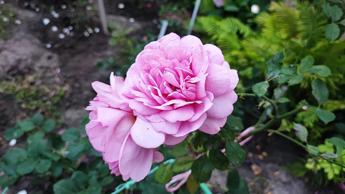 ,,, - Сергей Тимоновский ,,, - Сергей Тимоновский