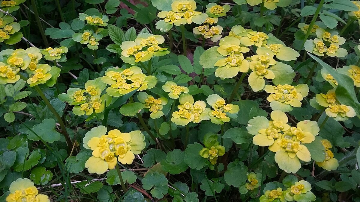 *** п е р в ы е *** - Olga Oskolkova *** п е р в ы е *** - Olga Oskolkova