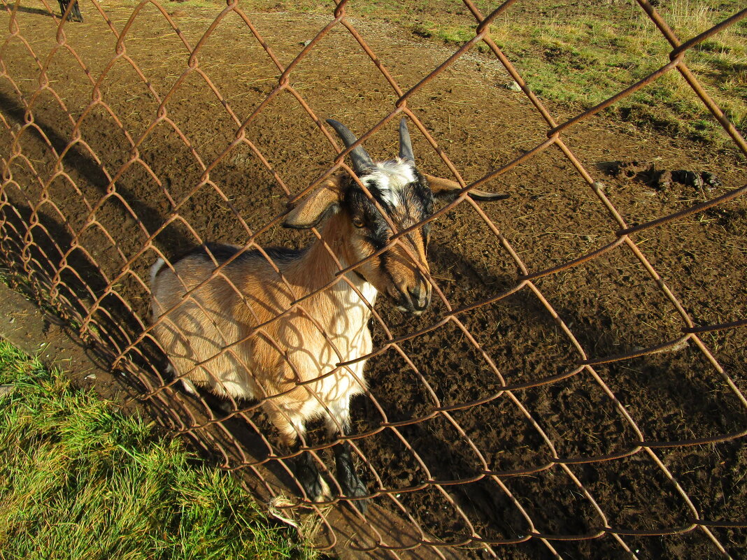 Висим - Елена Шаламова
