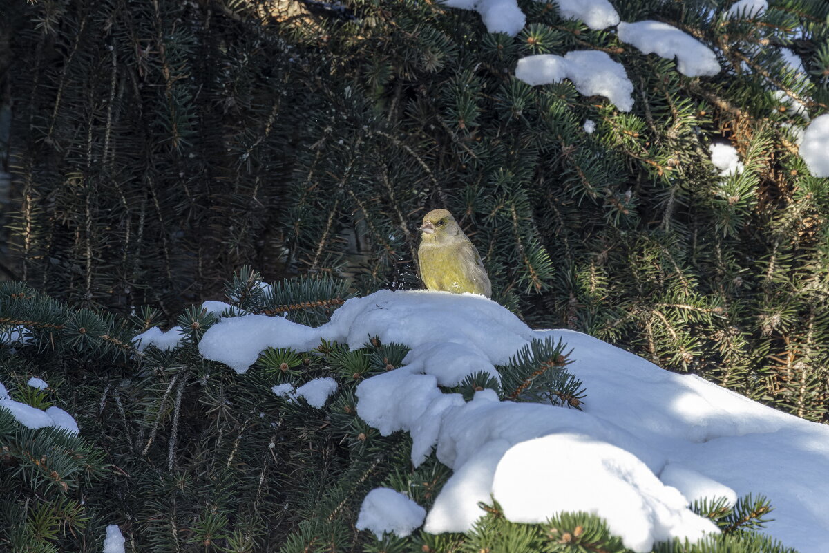 клест еловик самка - юрий макаров клест еловик самка - юрий макаров