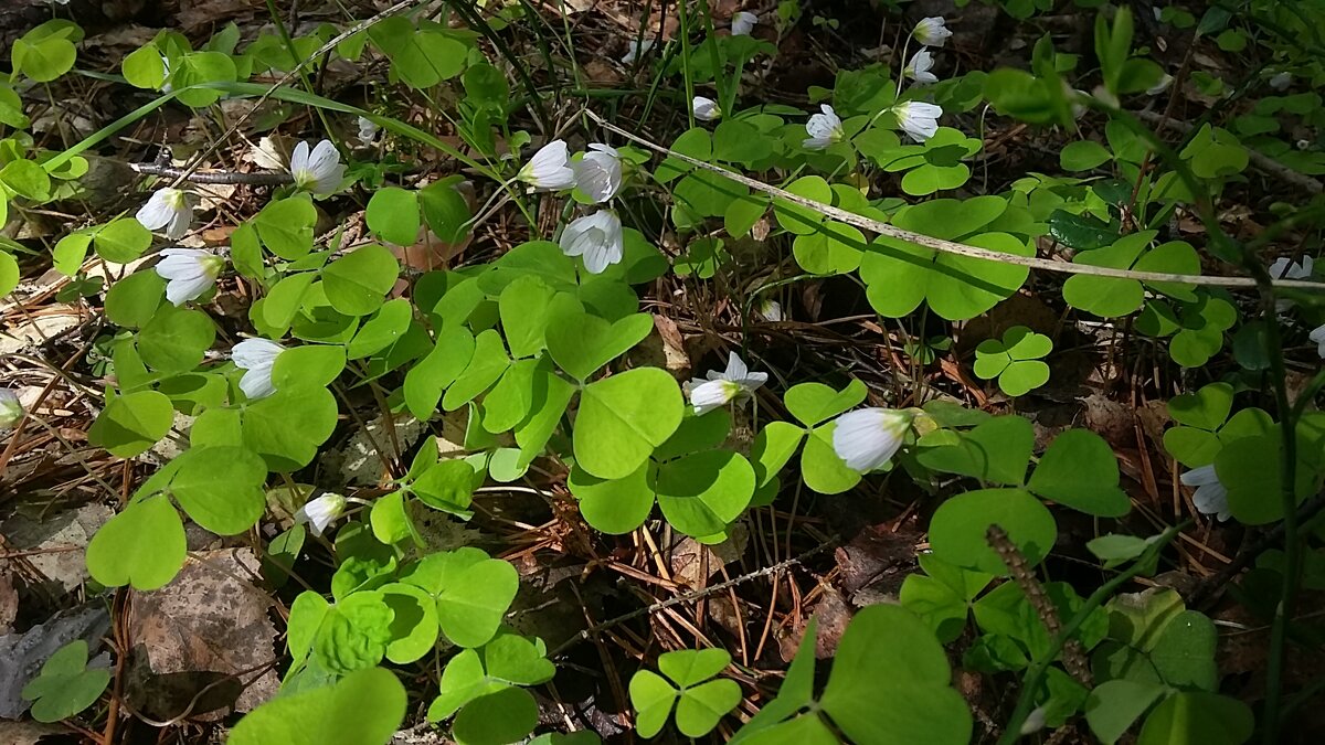 ***кислица обыкновенная*** - Olga Oskolkova