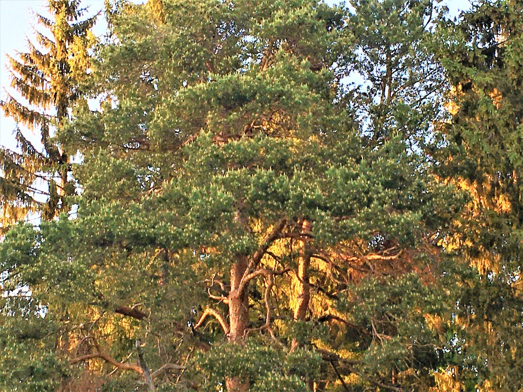 ***в лучах заката*** - Olga Oskolkova