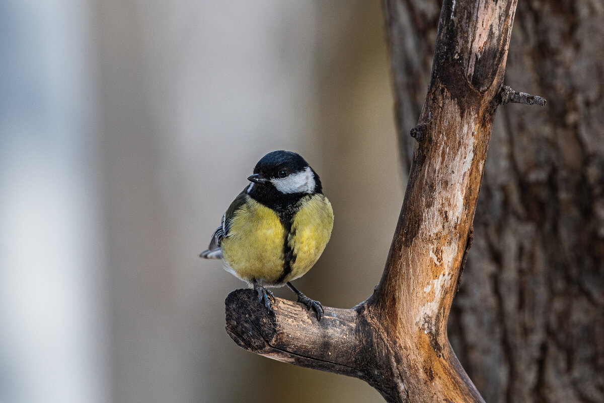 Синичка... - Павел Катков Синичка... - Павел Катков