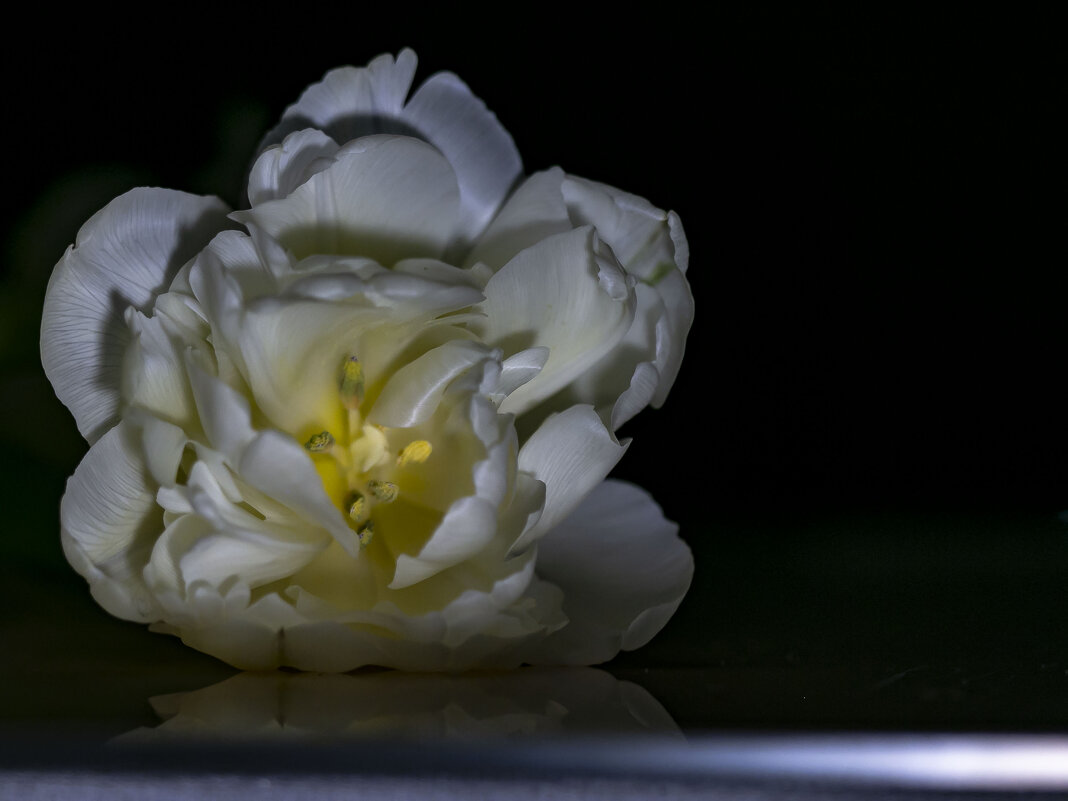 махровый тюльпан - Наталья Крюкова