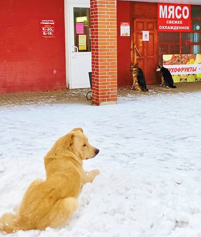 мясо не досталось - Владимир мясо не досталось - Владимир