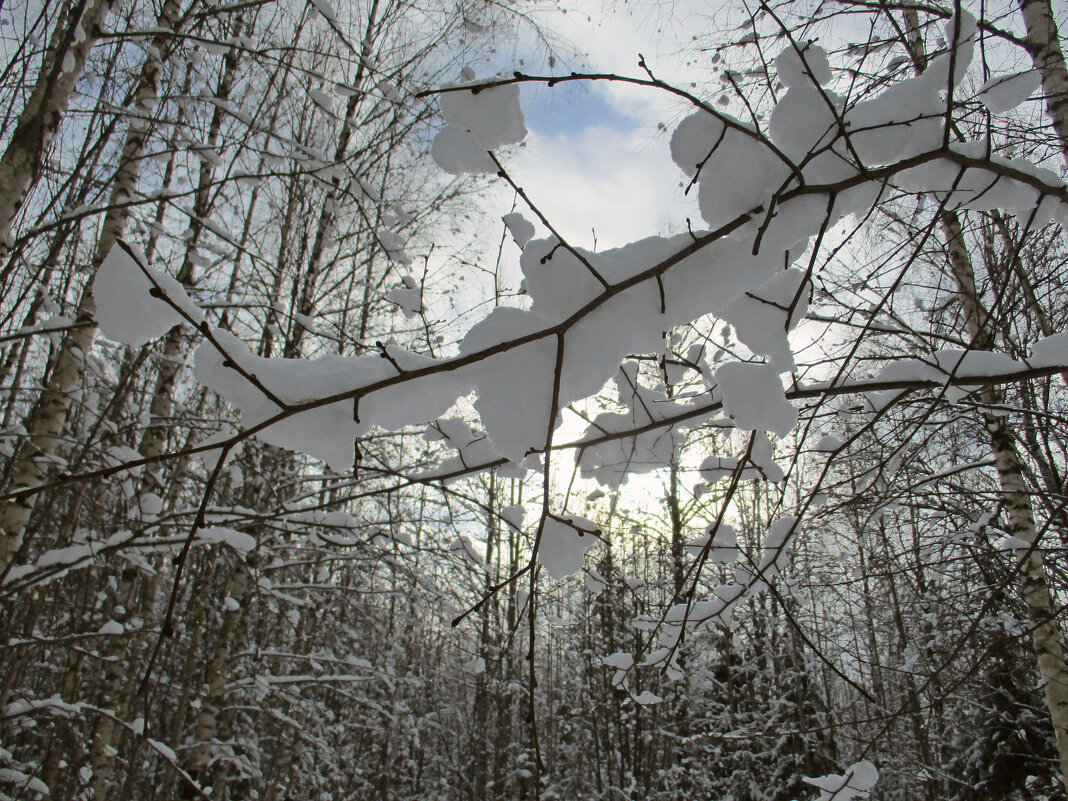 просвет - Сергей Ц