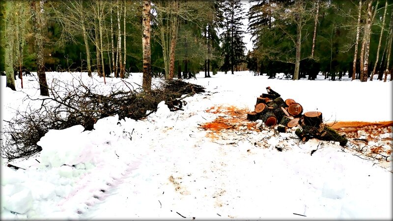 Лесоповал в парке - Сергей 