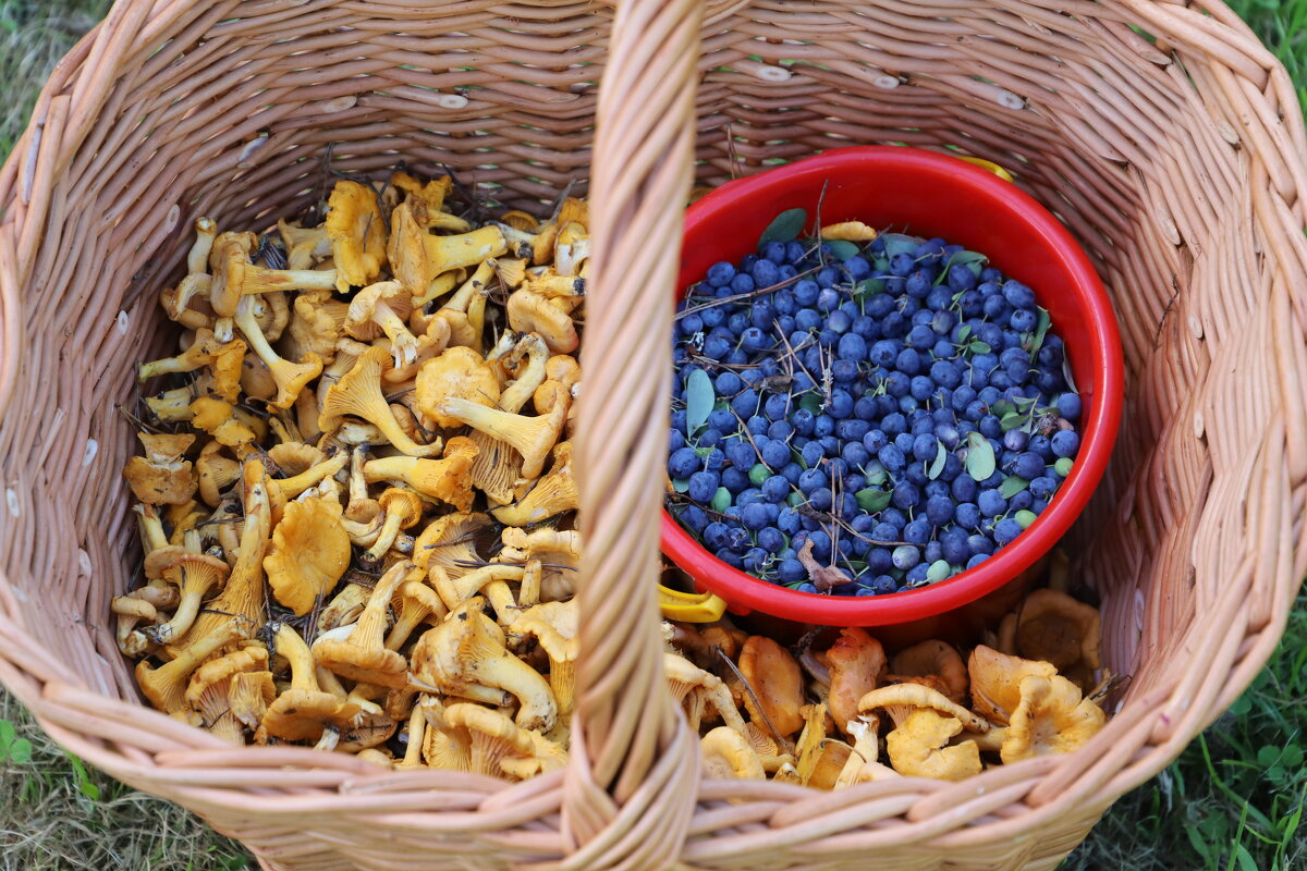 Лето 2024 - краснов юрий Лето 2024 - краснов юрий