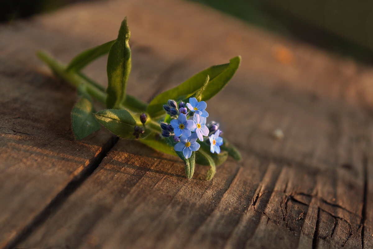 Незабудки - Olenka 