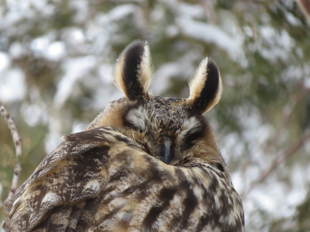 Портрет совы - Валерий Ткаченко
