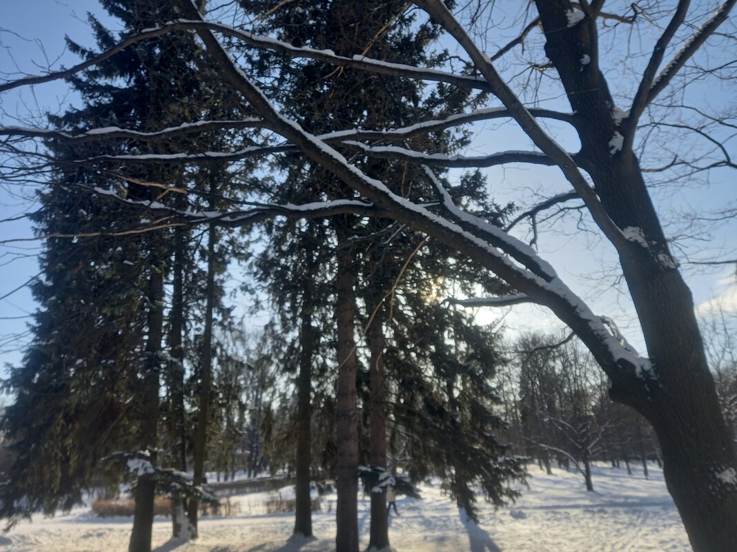 Зима - Сапсан 