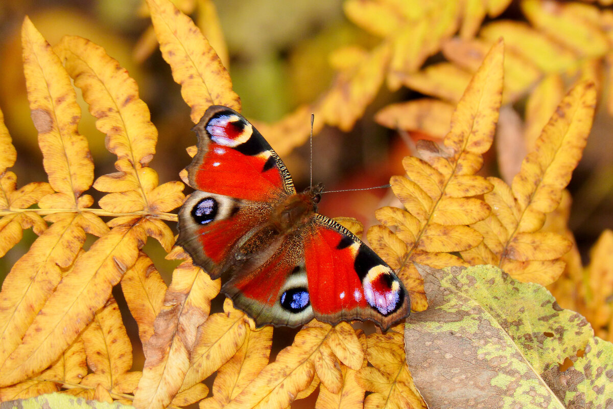 опять про бабочек 370 - Александр Прокудин опять про бабочек 370 - Александр Прокудин