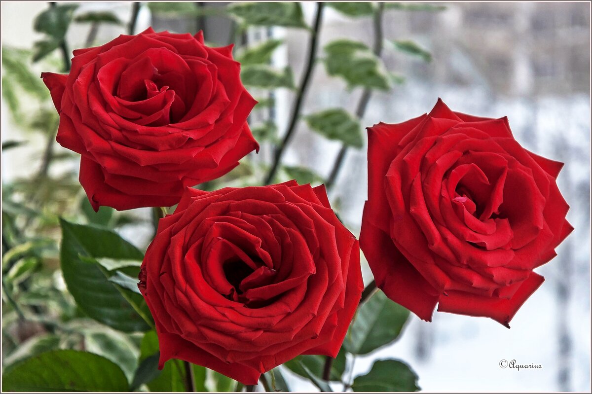 Про цветы... - Aquarius - Сергей Про цветы... - Aquarius - Сергей