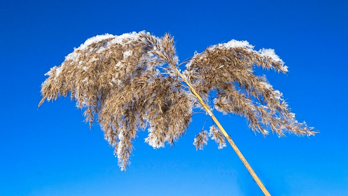 Тростник в феврале - Милешкин Владимир Алексеевич Тростник в феврале - Милешкин Владимир Алексеевич