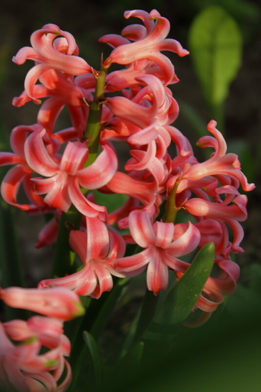 Гиаци́нт {Hyacínthus} - Александр Кольцов