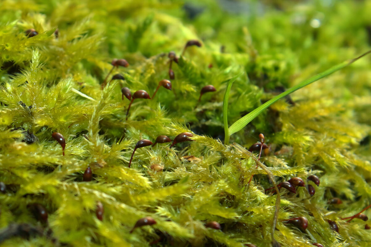 мох - Александр Кольцов мох - Александр Кольцов