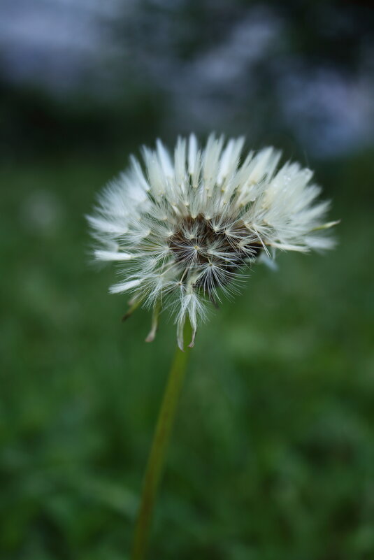 Одува́нчик {Taráxacum} - Александр Кольцов