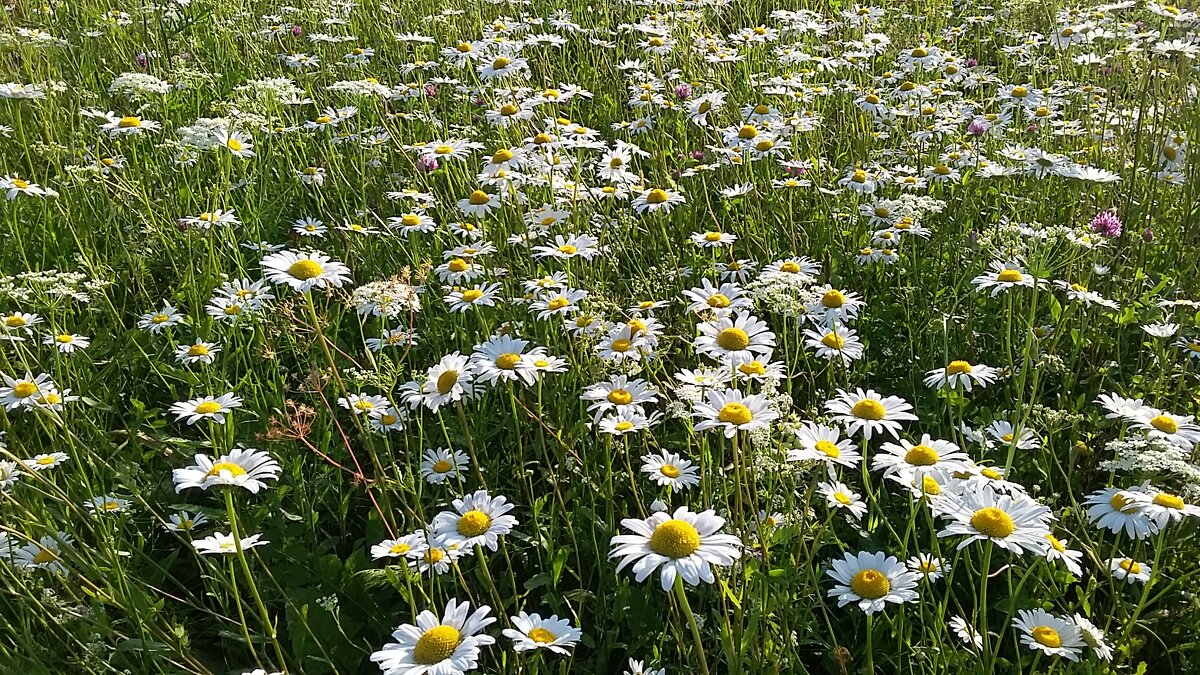 *** Р О М А Ш К О В О Е        л  е т о* ** - Olga Oskolkova