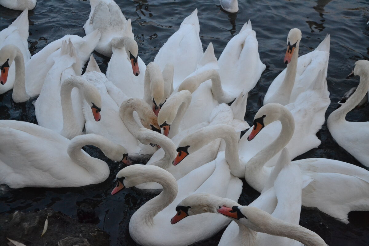 Заговорщики. - Надежда 