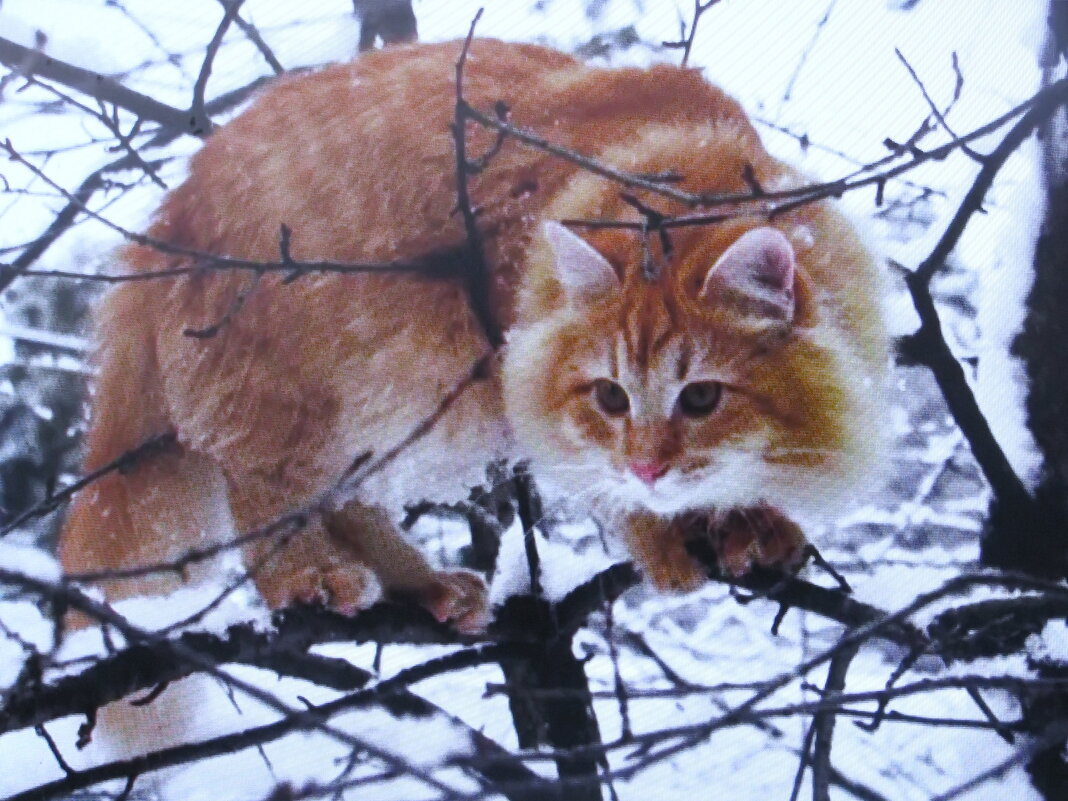 Птицелов - Людмила Смородинская Птицелов - Людмила Смородинская