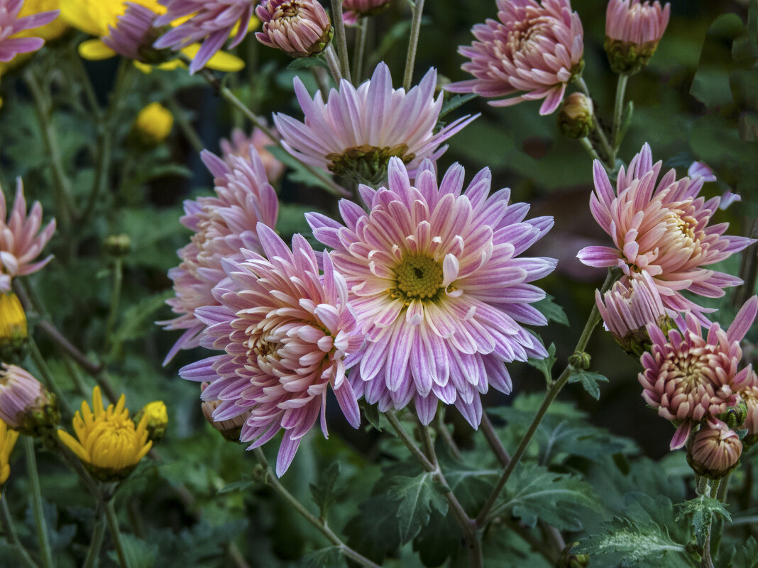Наши хризантемы - Валентин Семчишин Наши хризантемы - Валентин Семчишин