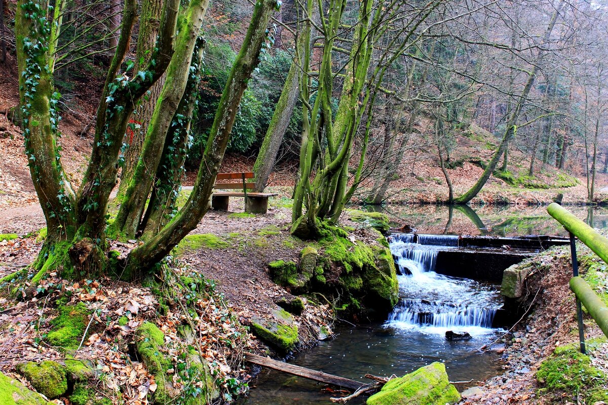 Февральским днём в лесу - Юрий. Шмаков