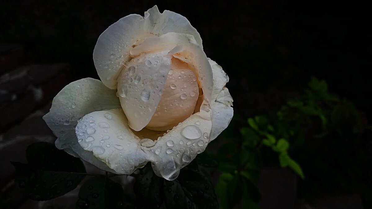 после дождя - Елена Шаламова после дождя - Елена Шаламова