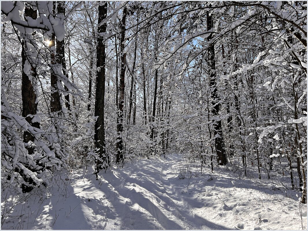 Свет и тени  зимнего леса - Валерия Комова