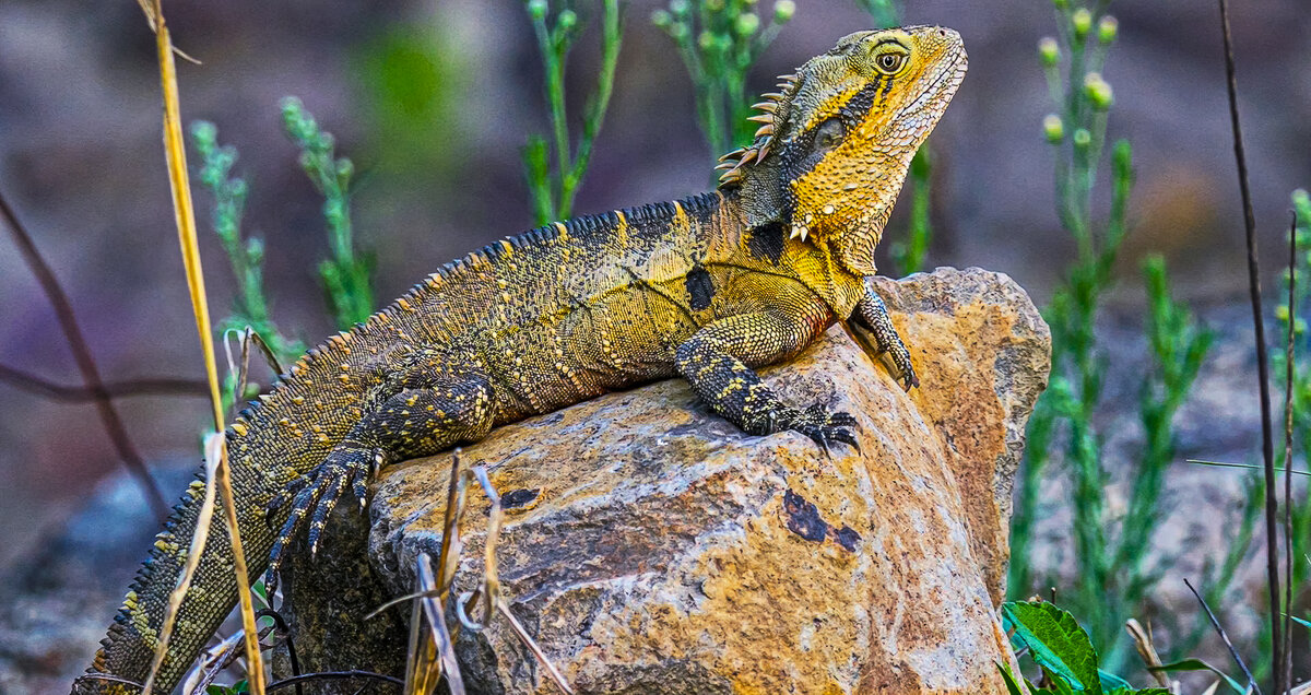 Австралийская водяная агама - Aleksey Afonin
