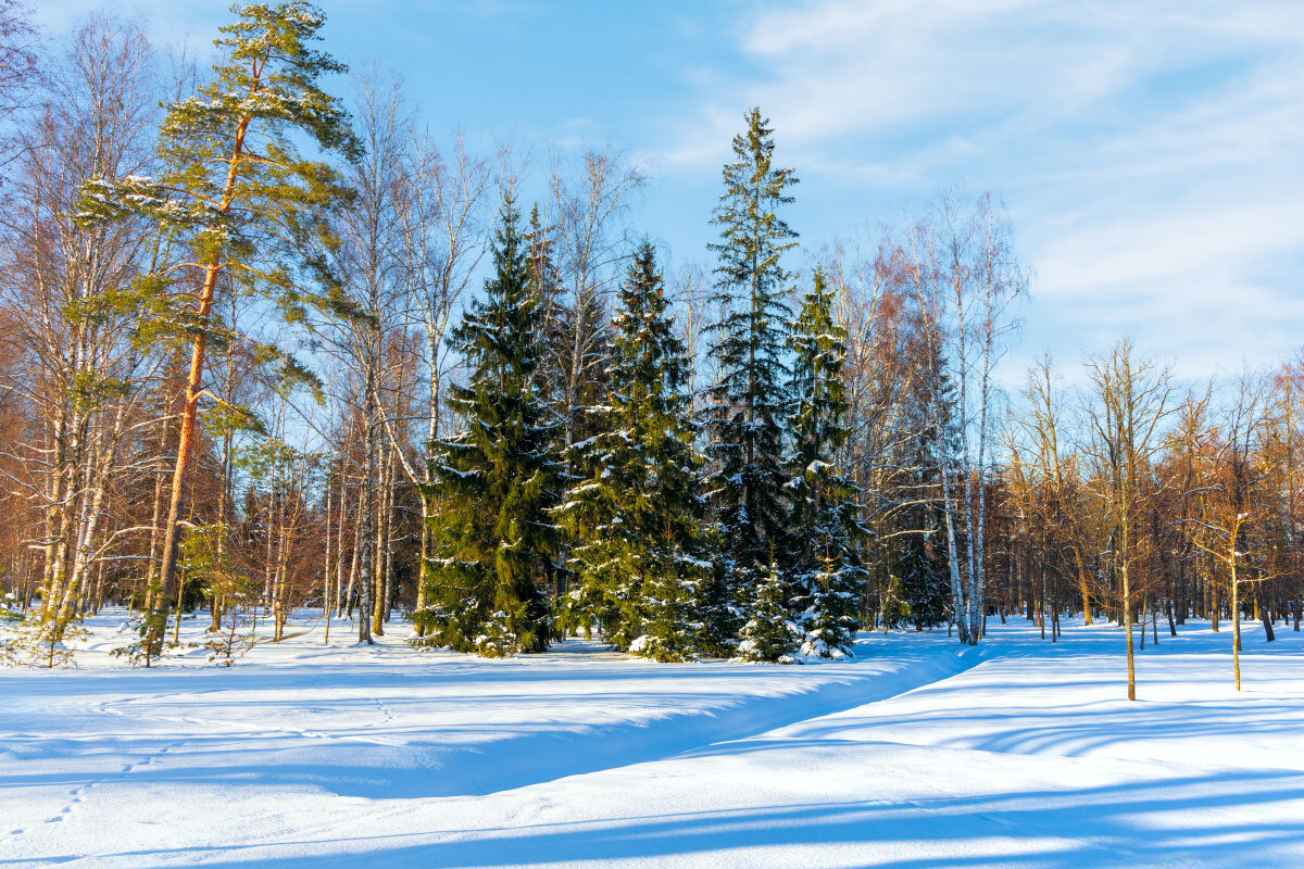 В парке. - vladimir Б