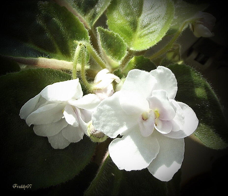 Фиалка - Freddy 97