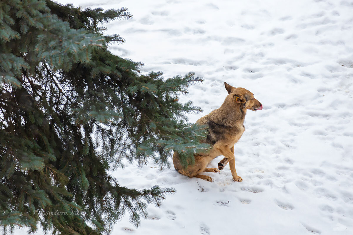 Собака около ёлки - Александр Синдерёв