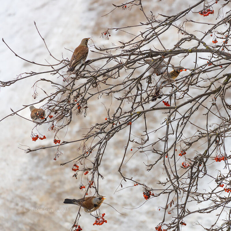 Дрозды рябинники - Александр Синдерёв