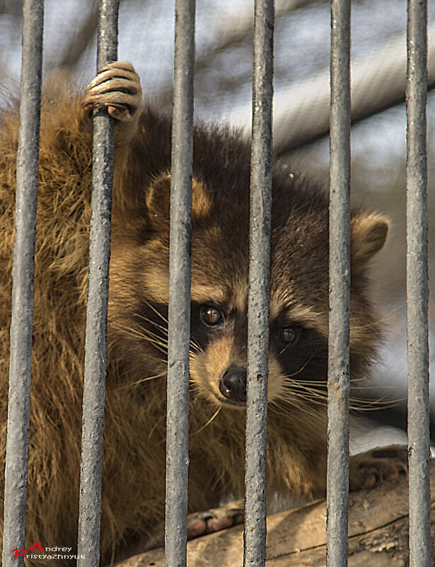 Взгляд... - Андрей Пристяжнюк