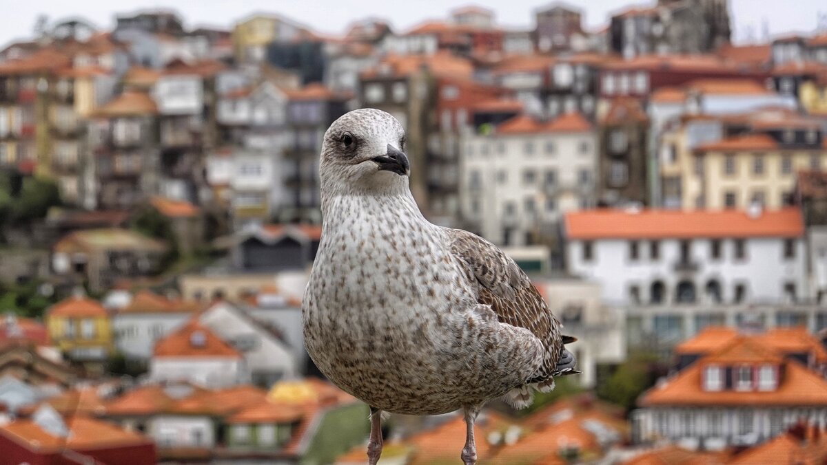 Позирует... - Elena Ророva