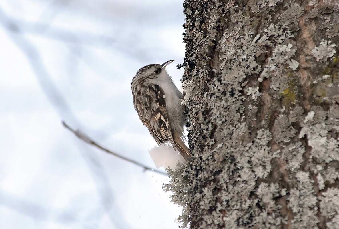 Пищуха. - Алексей .