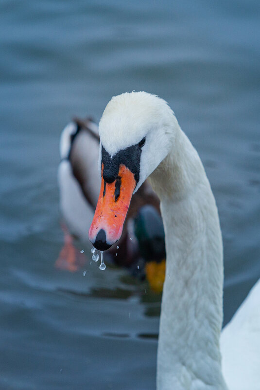 ЛЕБЕДЬ - Denis Doroshenko