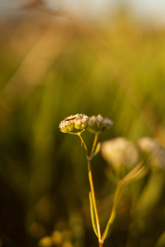 *** - Яна Горбунова