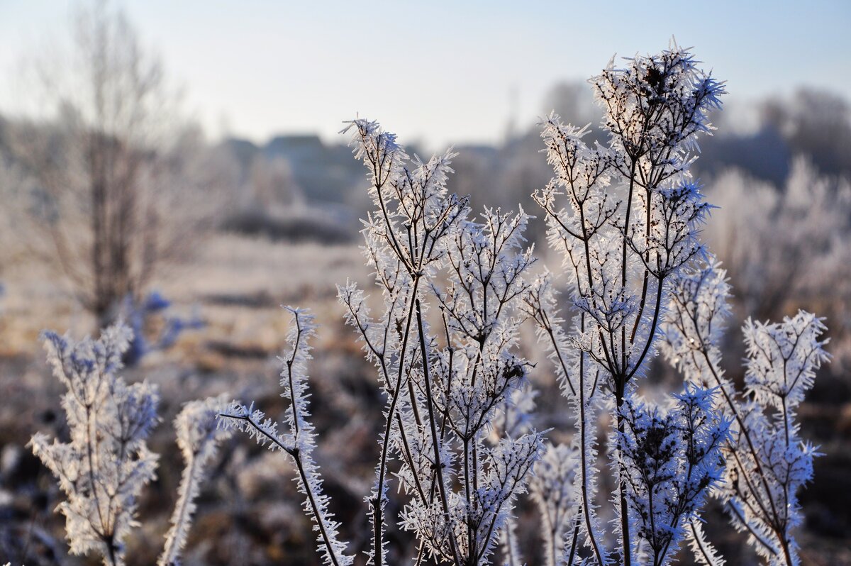 Снежные цветы. - Михаил Колосов 